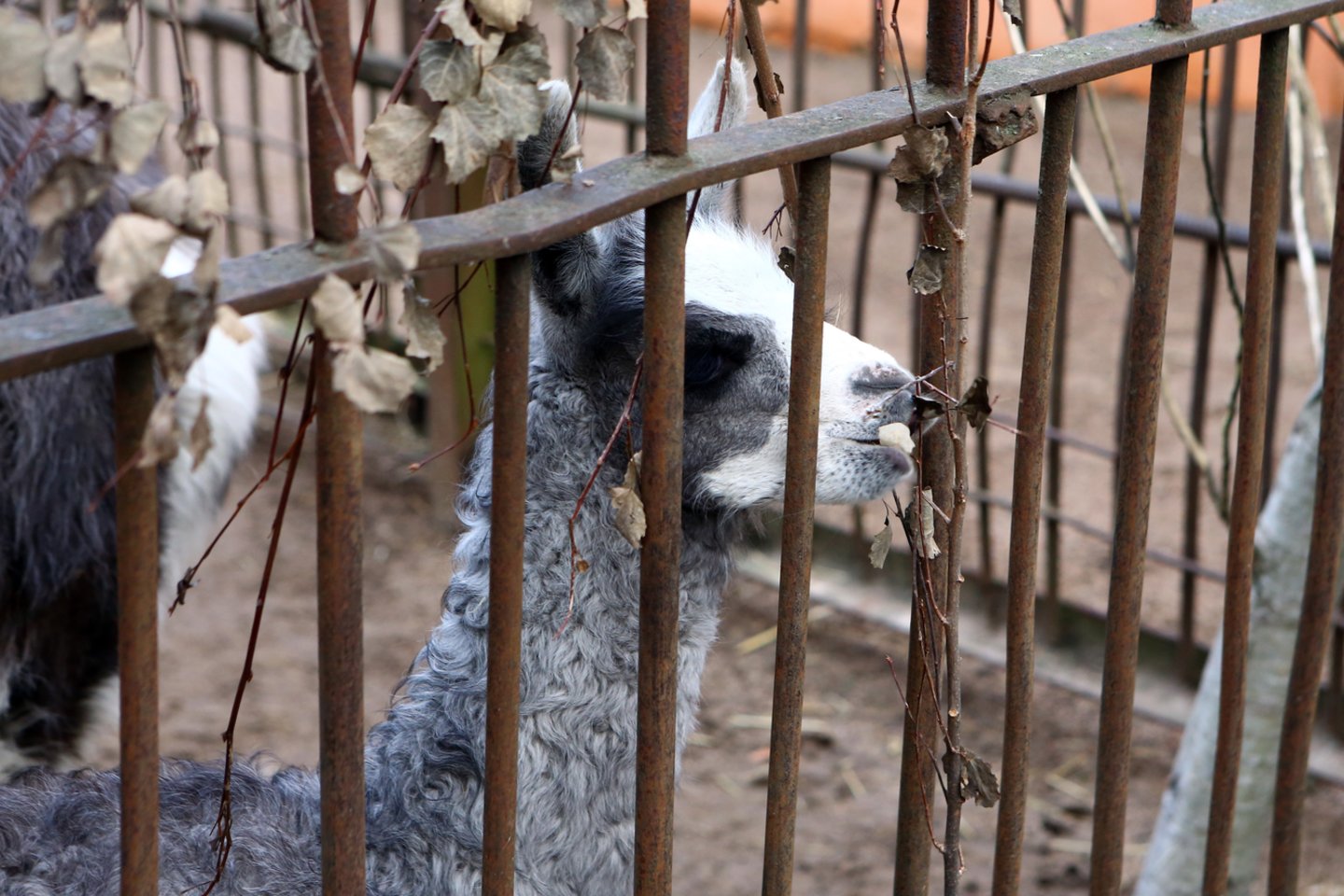 Sezono atidarymo šventė visada laukiama mažųjų Zoologijos sodo lankytojų.<br>P.Mantauto nuotr.