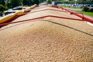 Vienus sausra varo į neviltį, kiti tikisi trečdaliu didesnio derliaus