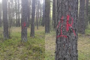 Paslaptingais ženklais pažymėtus medžius išvydę vilniečiai liko priblokšti: artėja galas?