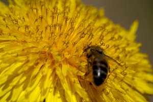 Bitininkai kviečiami teikti paraiškas