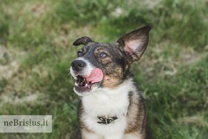 Priglausto pamestinuko Dipsio į žvejybą nebeima dėl vienos priežasties