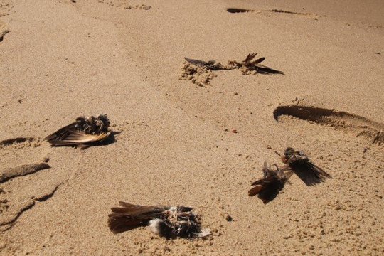Kuršių nerijos pakrantę nuklojo negyvi strazdai giesmininkai