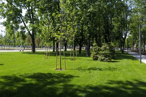 Miestų medžiai: atgaiva betono džiunglėms