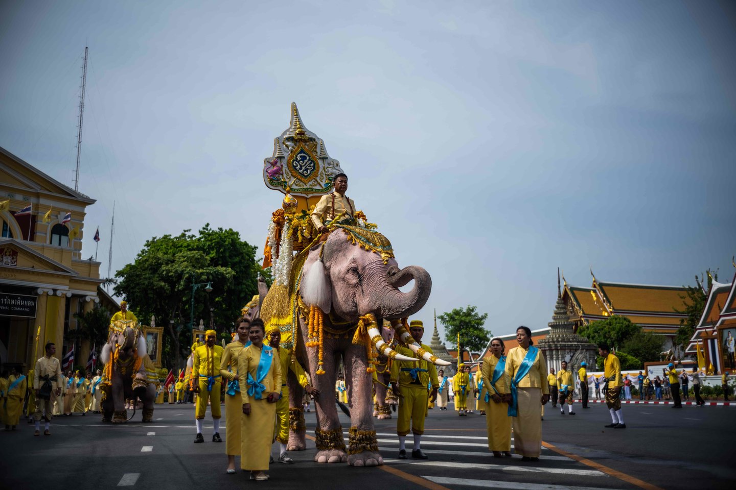  Vienuolika baltai dažytų dramblių su išpuoštomis iltimis antradienį buvo atvesti prie Bankoko Didžiųjų rūmų, kad atiduotų pagarbą naujai išrinktam Tailando karaliui.<br> AFP/Scanpix nuotr.