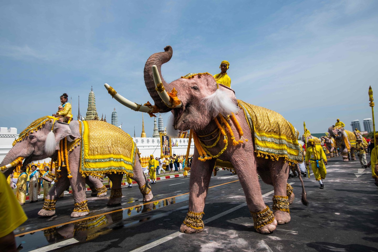  Vienuolika baltai dažytų dramblių su išpuoštomis iltimis antradienį buvo atvesti prie Bankoko Didžiųjų rūmų, kad atiduotų pagarbą naujai išrinktam Tailando karaliui.<br> AFP/Scanpix nuotr.