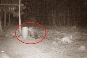 Per Lietuvą keliauja pavojinga viešnia: užfiksavo puotaujančią