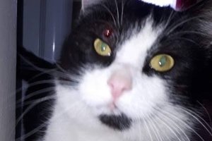 Saugokite gyvūnus – oriniais šautuvais „medžiojami“ augintiniai