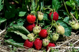 Nereikia chemijos: braškes nuo kenkėjų apsaugo stipriai kvepiantys daržo augalai 