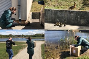 Šiaulių prokuratūros darbuotojams – neeilinė gelbėjimo operacija