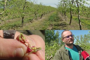 Sodininkai kalba apie katastrofą – lietuvių mėgstamiausi vaisiai šiemet bus retenybė