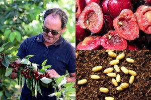 Lietuvos mokslininkai ieško žmonių, auginančių vyšnias arba trešnes: atsiliepkite, jei tai jūs