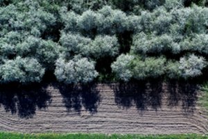 Šalnos gali sumažinti vaisių ir uogų derlių – kainos kils