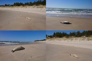 Baltijos jūros pakrantę Nemirsetoje nuklojo negyvėliais: vienas buvo šalia kito