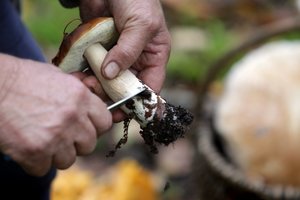 Išsivedęs dukrą grybauti, tėtis jai sugalvojo ypatingą triuką