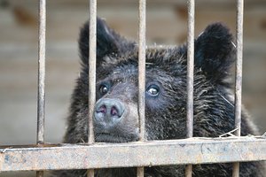 Iš rusų pasimokyti gali ir lietuviai: kankinti gyvūnų cirke daugiau neleis