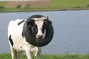 Pieno supirkimo kainomis Lietuva jau pralenkė ir vokiečius, bet džiaugiasi ne visi