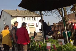 Jau matėte sodinukų  ir daigų kainas?  Skubėkite, jei norite turėti derlių