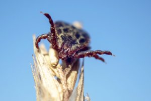 Šiemet Lietuvoje erkiniu encefalitu užsikrėtė septyni asmenys
