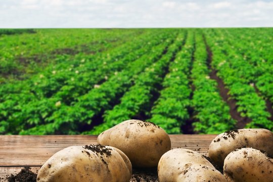 Primena ūkinininkams: nepamirškite deklaruoti bulvių pasėlių plotų