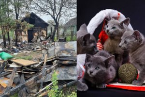 Tragedija atėmė kaunietės gyvenimą: byra ašaros dėl kilmingų kačių