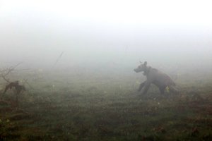 Portugalijoje pastebėtas daugiau nei 100 metų neregėtas gyvūnas
