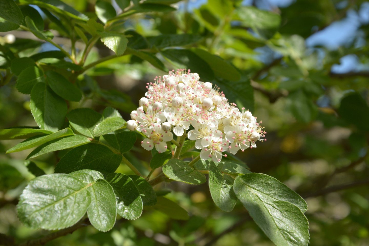 Gudobelės ir šermūkšnio hibridas.