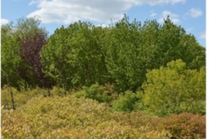 Po šalnų: yra visiems itin naudingas augalas, kuris jų nebijo – tiesiog unikalu