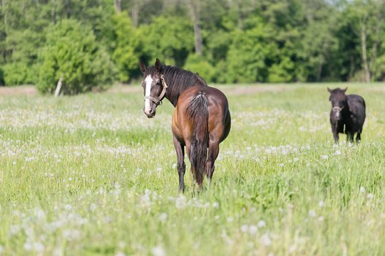 Arklių slėnis – žmonėms nebereikalingų žirgų namai