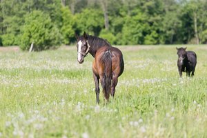 Arklių slėnis – žmonėms nebereikalingų žirgų namai