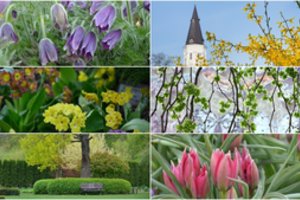  Šiauliai svaigina žiedų gausybe, spalvomis ir grožiu – kitiems miestams  teks  pasistiebti 