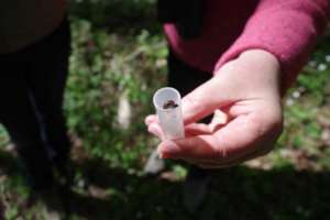 Lietuvoje – mokslininkus pradžiuginęs radinys: aptiko itin retą gyvūną