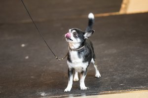 Jauna moteris mirė po atostogų, kai jai įkando mažas šunytis