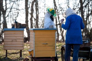 Jau laukia bitininkų paraiškų dėl kompensacijos tiriant medaus kokybę