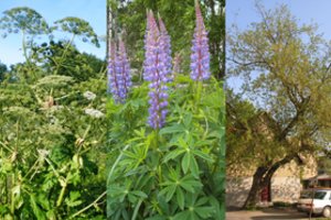 Invaziniai augalai siaubia Lietuvos gamtą: nuo vieno iš jų gresia net aklumas