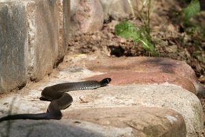 Į namą Pakruojo raj. įsmukęs gyvis privertė jo savininkus kviesti gelbėtojus