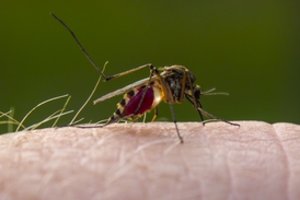 Pasakė, kurios kraujo grupės žmonės labiausiai vilioja uodus