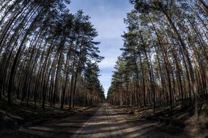 Žaliuojančiam miškui įveisti prašoma daugiau nei 0,7 mln. eurų paramos