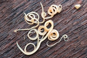 Įspėjo tėvus saugoti savo atžalas: ši vieta yra tikra parazitų veisykla