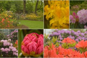 Prasidėjo spalvingiausias pavasario metas – pražydo visų mėgstamos gėlės