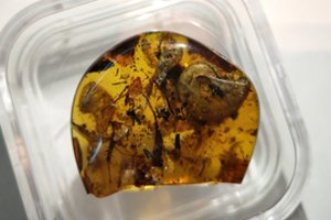 99 milijonų metų senumo gintare – išnykusio pasaulio gabalėlis