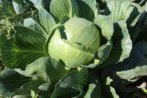 „Maxima“ ir daržovių augintojai siūlys daugiau vietinės produkcijos