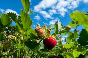 Gero braškių derliaus sulaukia tik darbščiausieji: svarbiausia nepadaryti klaidos
