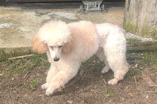 Uteniškiai meldžia padėti rasti pagrobtą šunį: žada solidų atlygį