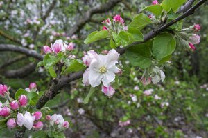 Šalnos padarė juodą darbą: ūkininkai jau nesitiki gausaus daržų ir sodų derliaus