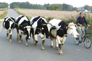 Sulaukėjusi 180 karvių banda siaubia Lenkiją: kelia avarijas, bijo ligų protrūkio