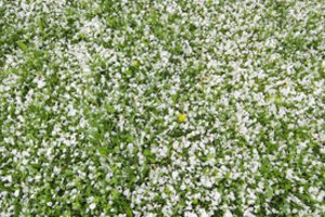 Nukentėję nuo šalnų ūkininkai turėtų kreiptis į savivaldybes pažymų