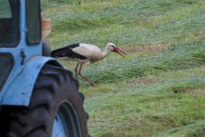 Per savaitę – trys kraupios žūtys darbe: pražudė technika