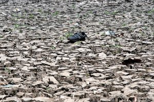 Šiaurės Korėją siaubia daugiau nei 100 metų neregėta stichija