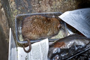 Protu nesuvokiama: šio sostinės daugiabučio gyventojai  priversti gyventi tarp žiurkių