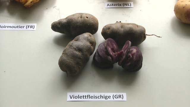 Gydomoji violetinė bulvė: ne tik gerina regėjimą, bet ir saugo nuo vėžio